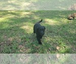 Small Photo #12 Aussiedoodle Puppy For Sale in CONWAY, SC, USA