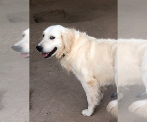 Mother of the Golden Retriever puppies born on 04/28/2019