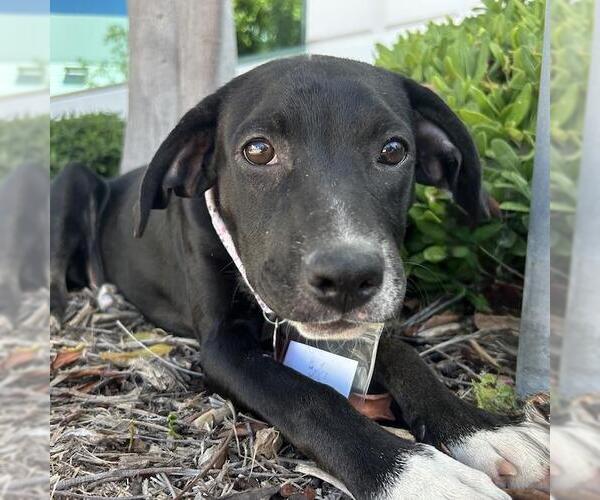Medium Photo #12 Labrador Retriever-Unknown Mix Puppy For Sale in San Diego, CA, USA