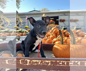 Martin - Male American Pit Bull Terrier-Unknown Mix Dog for Adoption - Photo #3