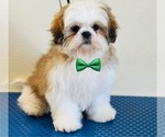 Puppy Cobra Shih Tzu