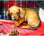 Small #8 Dachshund