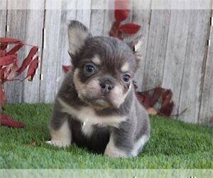 French Bulldog Puppy for sale in MIAMI, FL, USA