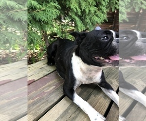 Boston Terrier Dog for Adoption in SHILOH, Ohio USA