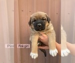 Small #10 Great Pyrenees-Rottweiler Mix
