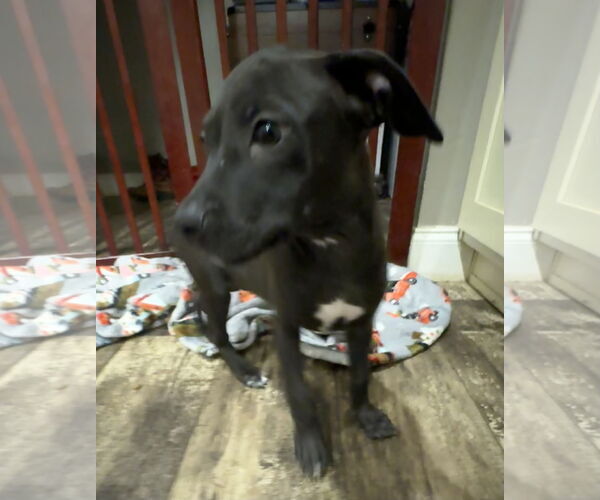 Medium Photo #6 Bulldog-Unknown Mix Puppy For Sale in Tarrytown, GA, USA