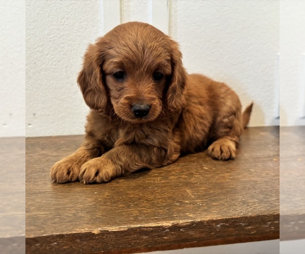 Medium Photo #1 Goldendoodle (Miniature) Puppy For Sale in SPRINGVILLE, UT, USA