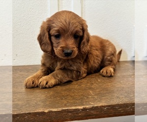 Medium Goldendoodle (Miniature)