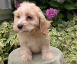 Small #5 Cavapoo