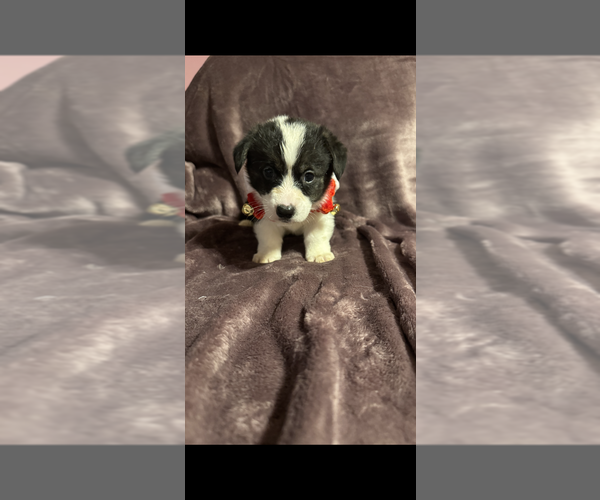 Medium Photo #9 Pembroke Welsh Corgi Puppy For Sale in DALLAS, TX, USA