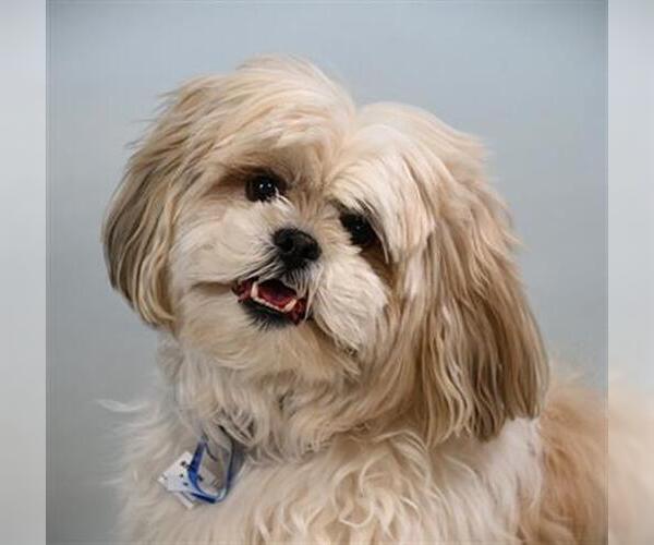 Medium Photo #1 Shih Tzu Puppy For Sale in Fort Collins, CO, USA