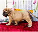 Small Photo #46 Mastiff Puppy For Sale in WAKARUSA, IN, USA