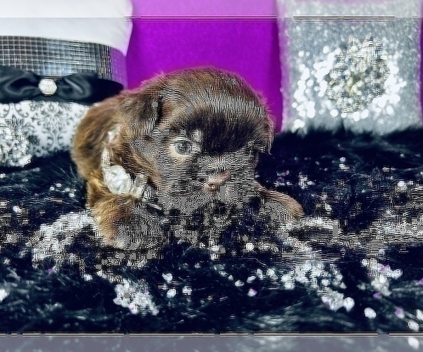 Medium Photo #11 Shih Tzu Puppy For Sale in HAYWARD, CA, USA