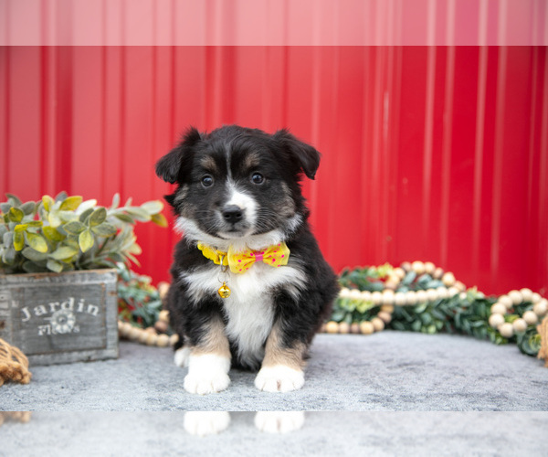 Medium Photo #3 Miniature Australian Shepherd Puppy For Sale in MILLERSBURG, OH, USA