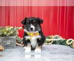 Small #2 Miniature Australian Shepherd