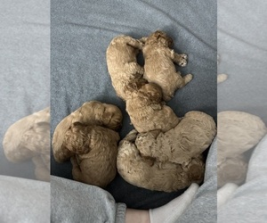 Cavapoo Litter for sale in KUNA, ID, USA