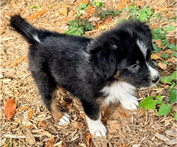 Medium Photo #2 F2 Aussiedoodle Puppy For Sale in ONAWAY, MI, USA