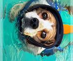 Small #3 Beagle