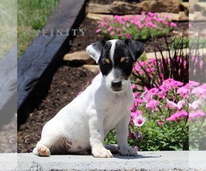 Jack Russell Terrier Puppy for sale in ATGLEN, PA, USA