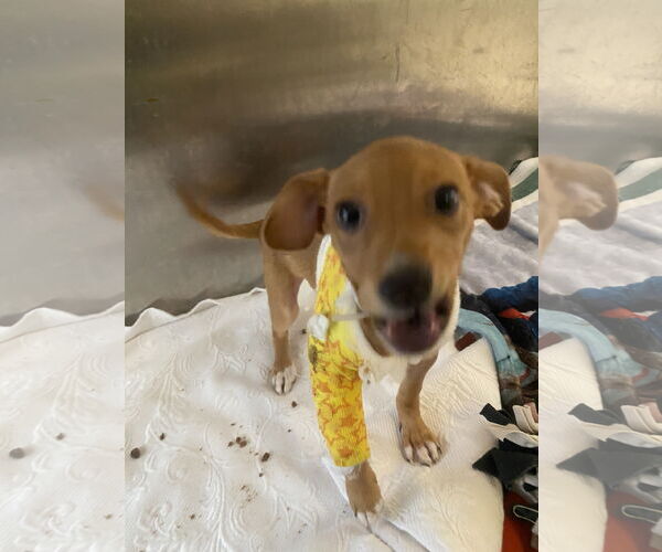 Medium Photo #7 Beagle-Chihuahua Mix Puppy For Sale in San Francisco, CA, USA