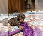 Small #1 Aussiedoodle