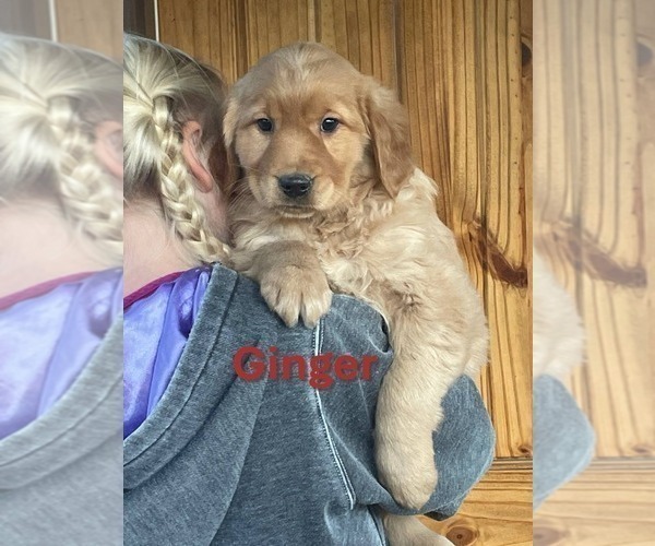 Medium Photo #4 Golden Retriever Puppy For Sale in BURNS, KS, USA