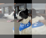 Small Photo #4 Akita-Unknown Mix Puppy For Sale in Foristell, MO, USA