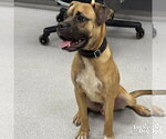 Small #2 Boxer Mix