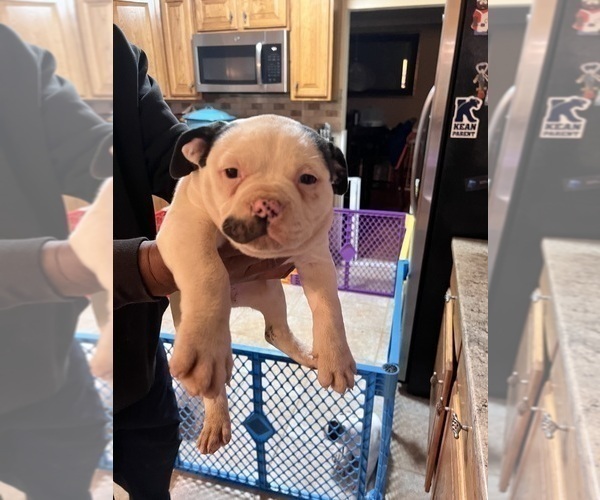 Medium Photo #2 American Bulldog Puppy For Sale in WOODBURY, NJ, USA