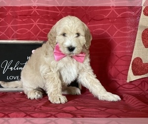 Goldendoodle Puppy for sale in LANCASTER, PA, USA