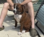 Small #5 Boxer