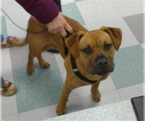 Mutt Dogs for adoption in Oklahoma City, OK, USA