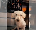 Small Poodle (Miniature)