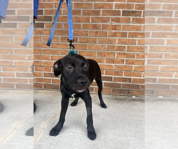 Medium Photo #3 Mutt Puppy For Sale in Candler, NC, USA