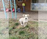 Small Photo #3 Mutt Puppy For Sale in Sandy, UT, USA