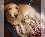 Litter of 5 - Male(s) and Female(s) GoldendoodleLitter of Puppies for Sale - Photo #13