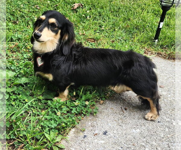 Medium Photo #7 Dachshund Puppy For Sale in Shelbyville, TN, USA