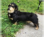 Small #6 Dachshund