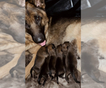 Small Photo #20 Malinois Puppy For Sale in SAN MARCOS, CA, USA
