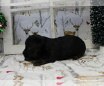 Small Photo #8 YorkiePoo Puppy For Sale in CHANUTE, KS, USA