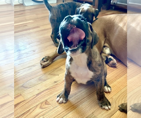 Medium Photo #8 Boxer Puppy For Sale in MECHANICSVILLE, MD, USA