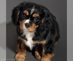 Small Cavalier King Charles Spaniel
