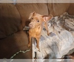 Puppy Blondie Miniature Pinscher