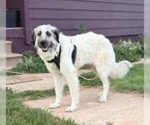 Great Pyrenees-Unknown Mix Dogs for adoption in Tabernash, CO, USA