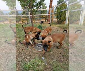Belgian Malinois Puppy for sale in CLANCY, MT, USA