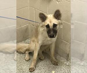 German Shepherd Dog-Unknown Mix Dogs for adoption in Conroe, TX, USA