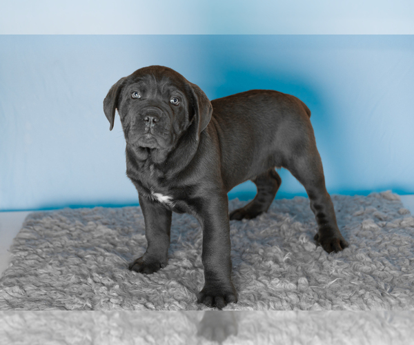 Medium Photo #6 Cane Corso Puppy For Sale in BOURBON, IN, USA