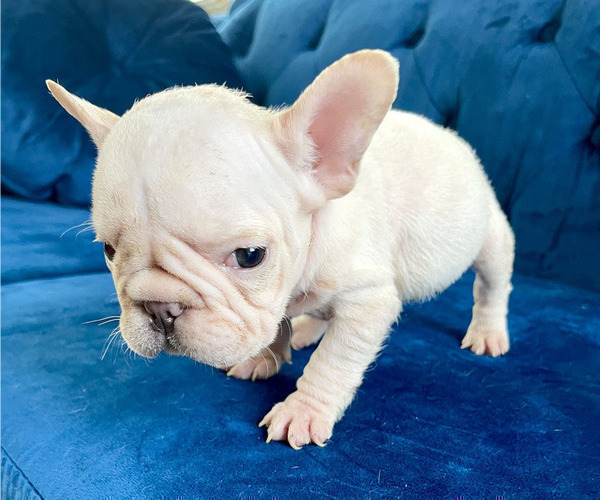Medium Photo #5 French Bulldog Puppy For Sale in ANDERSONVILLE, TN, USA
