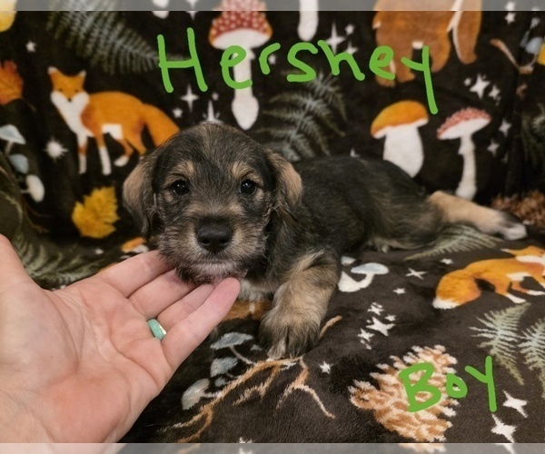 Medium Photo #16 Chizer Puppy For Sale in MONTEZUMA, GA, USA