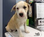 Small Photo #3 Mutt Puppy For Sale in Washington, DC, USA